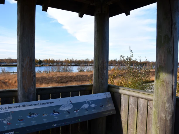 Vogelbeobachtungsturm am Bargerveen Holzturm mit Infotafel blickt über Feuchtgebiet mit Wasserflächen, Gräsern und herbstlichen Bäumen.