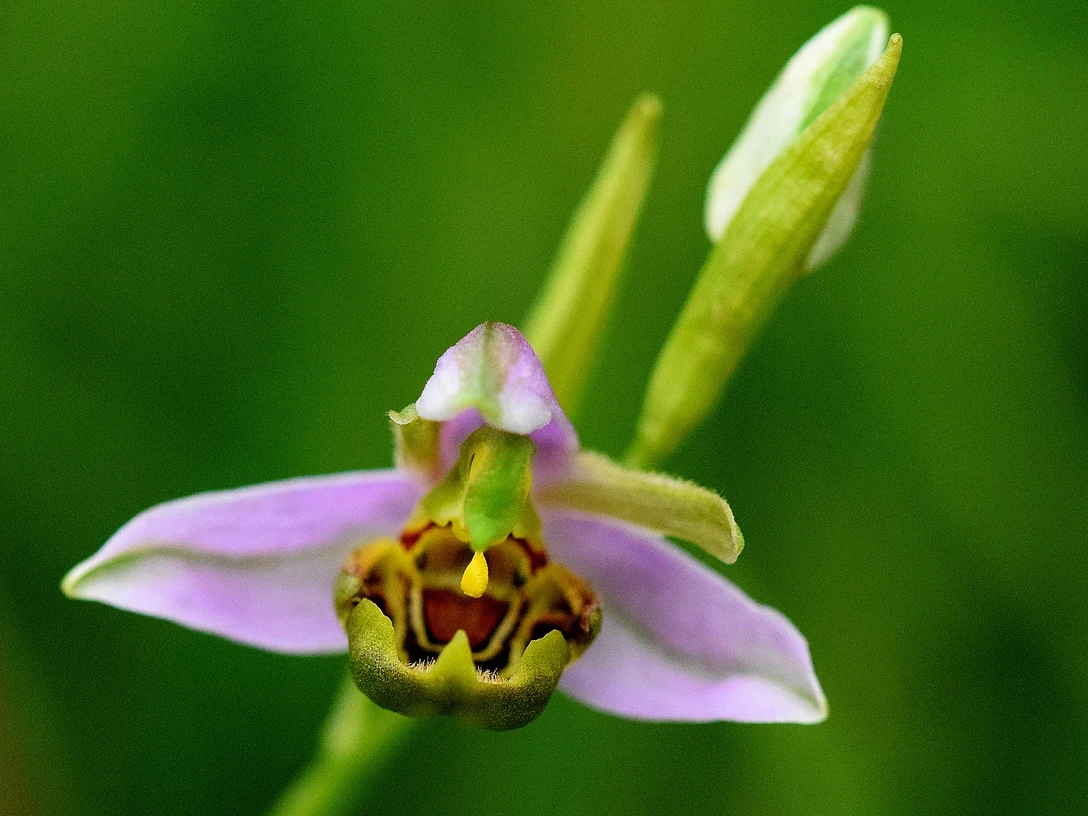 bienen-ragwurz-silberberg_Richard_Binkowski