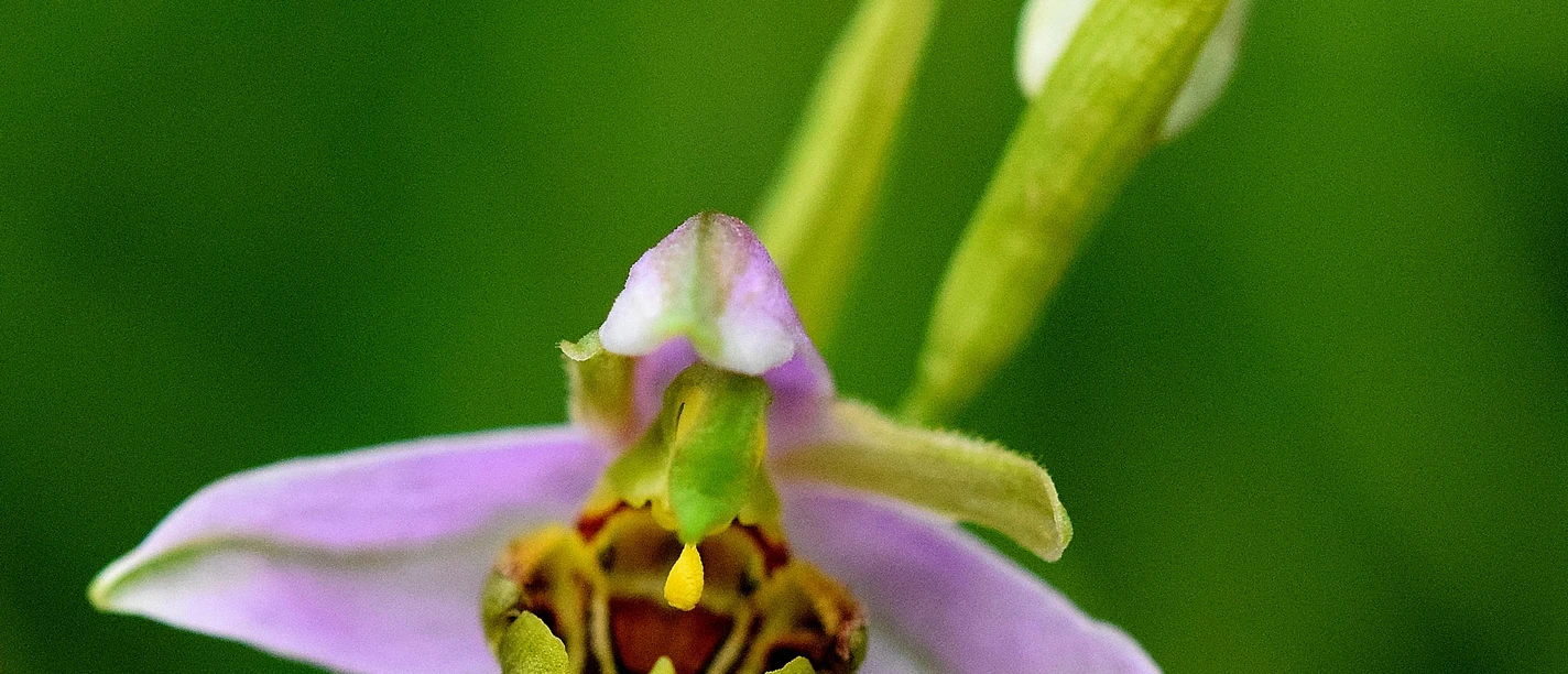 bienen-ragwurz-silberberg_Richard_Binkowski