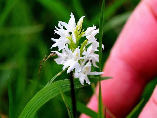 dactylorhiza-fuchsii-silberberg_Richard_Binkowski