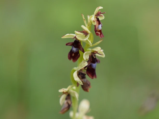 orchidee-silberberg_Richard_Binkowski