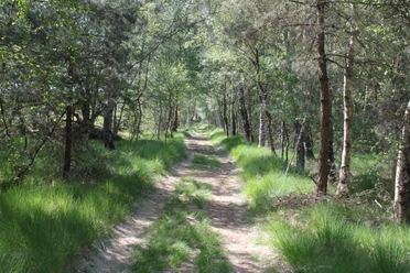Moorlehrpfad Hahlener Moor Een smal bospad, omzoomd door bomen en groen gras bij zonnig weer.