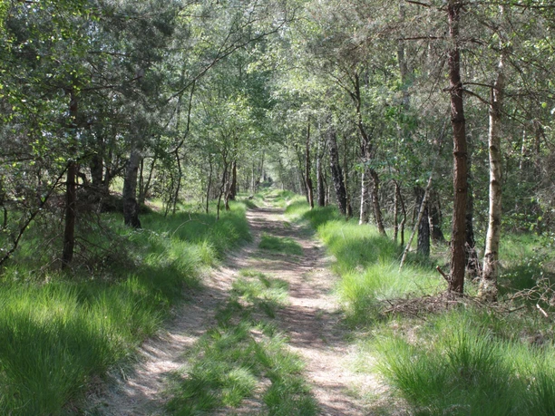 Moorlehrpfad Hahlener Moor Schmaler Waldweg gesäumt von Bäumen und grünem Gras bei sonnigem Wetter.