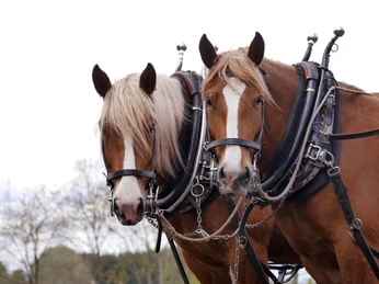 Nebershof_Kutschfahrten (2).jpg