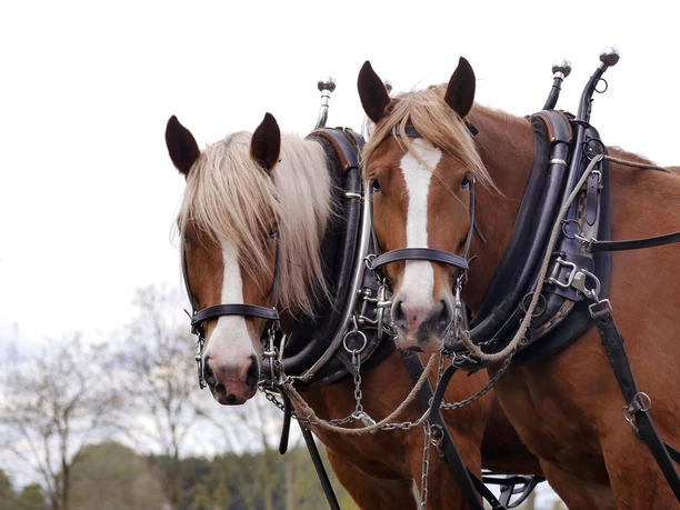 Nebershof_Kutschfahrten (2).jpg