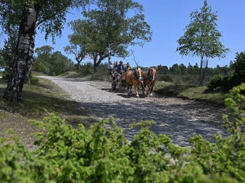 Nebershof_Kutschfahrten (3).jpg