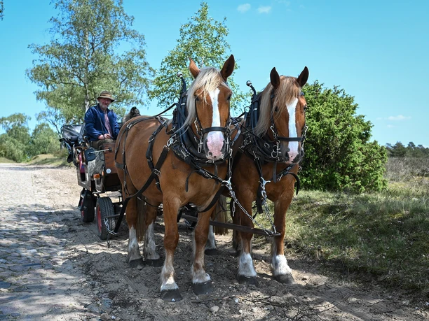 Nebershof_Kutschfahrten (4).jpg