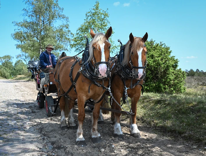 Nebershof_Kutschfahrten (4).jpg