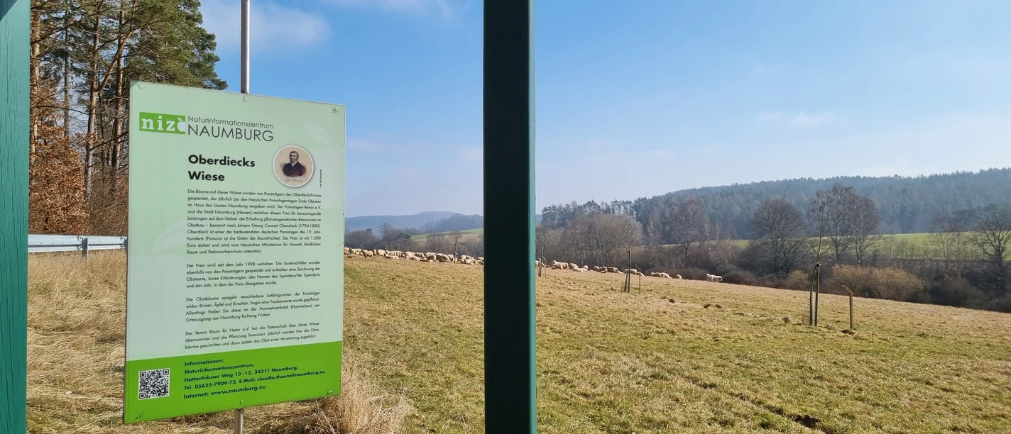 20220304 Naumburg Oberdiecks Wiese