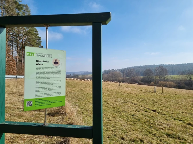 20220304 Naumburg Oberdiecks Wiese