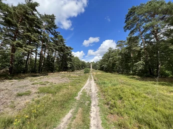 Waldweg mit dichtem Kiefernbestand, grasbewachsen und von Sonnenlicht durchbrochen, unter blauem Himmel.
