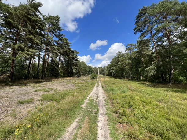 Lindhoopdenkmal Waldweg mit dichtem Kiefernbestand, grasbewachsen und von Sonnenlicht durchbrochen, unter blauem Himmel.