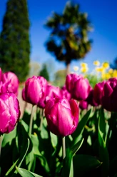 Rheinpark Tulpen in kräftigem Magenta blühen im Vordergrund, während eine Palme und blauer Himmel den Hintergrund schmücken.