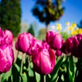 Rheinpark Tulpen in kräftigem Magenta blühen im Vordergrund, während eine Palme und blauer Himmel den Hintergrund schmücken.