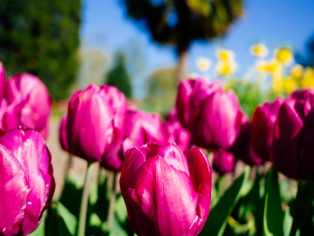 Rheinpark Tulpen in kräftigem Magenta blühen im Vordergrund, während eine Palme und blauer Himmel den Hintergrund schmücken.