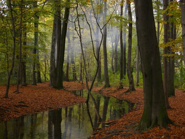Stadtwald Forest A quiet forest with tall, slender trees, leaves on the ground and a clear stream.