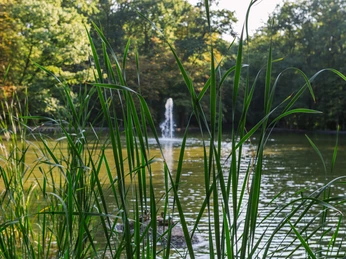 Stadtwald Im Kölner Stadtwald spiegelt ein ruhiger Teich das Grün der umgebenden Bäume, mit Schilf im Vordergrund und einem gut sichtbaren Wasserbrunnen im Zentrum.In Cologne's city forest, a tranquil pond reflects the green of the surrounding trees, with reeds in the foreground and a clearly visible water fountain in the center.