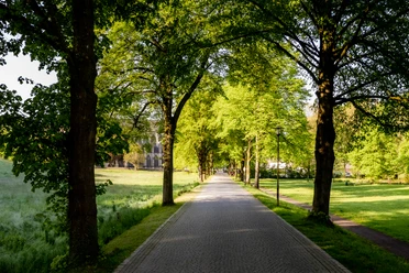 Allee mit Kopfsteinpflasterstraße, gesäumt von grünen Bäumen, führt durch eine sonnige Parklandschaft.