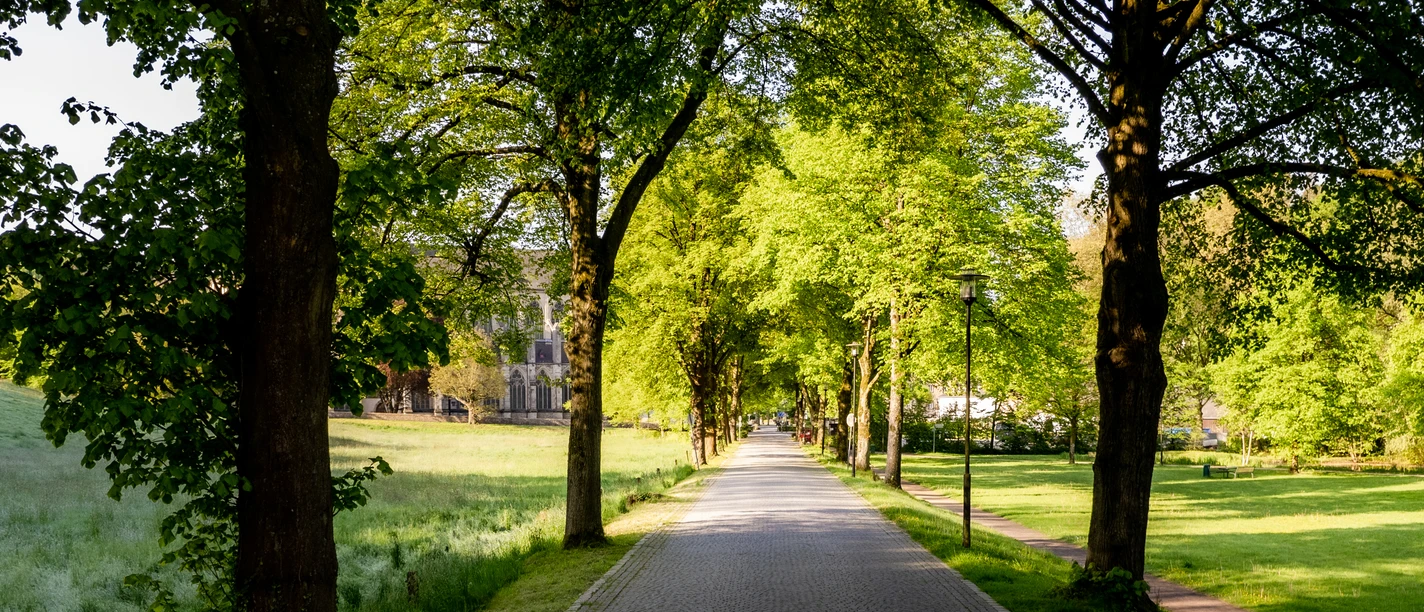 Bergischer Komfortspazierweg Altenberg Allee mit Kopfsteinpflasterstraße, gesäumt von grünen Bäumen, führt durch eine sonnige Parklandschaft.
