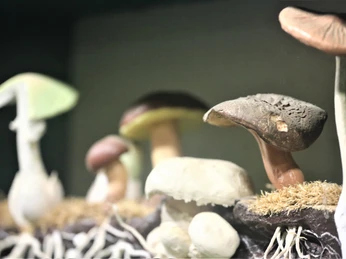 burger_waldmuseum_luftkurort_burg-7