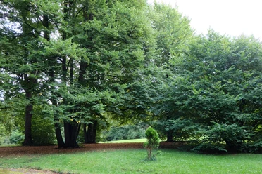 Auf einer Wiese stehen mehrere Bäume mit dichten Baumkronen nebeneinander.