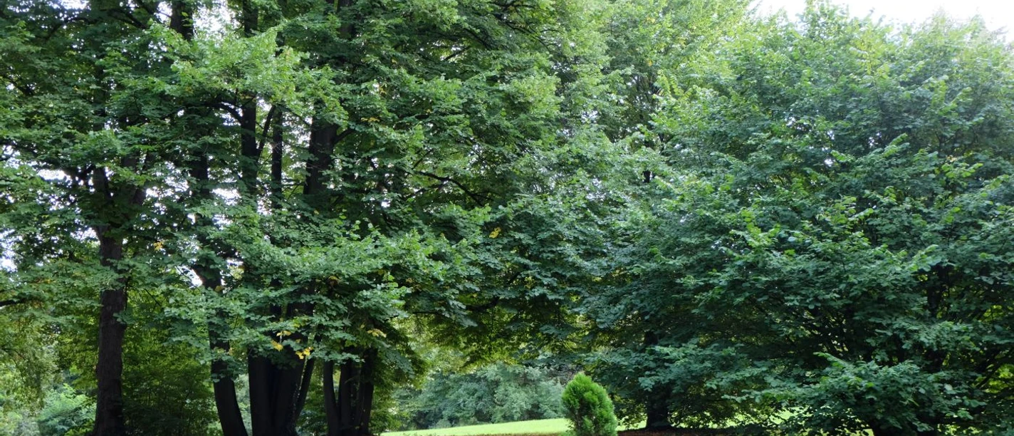Auf einer Wiese stehen mehrere Bäume mit dichten Baumkronen nebeneinander.