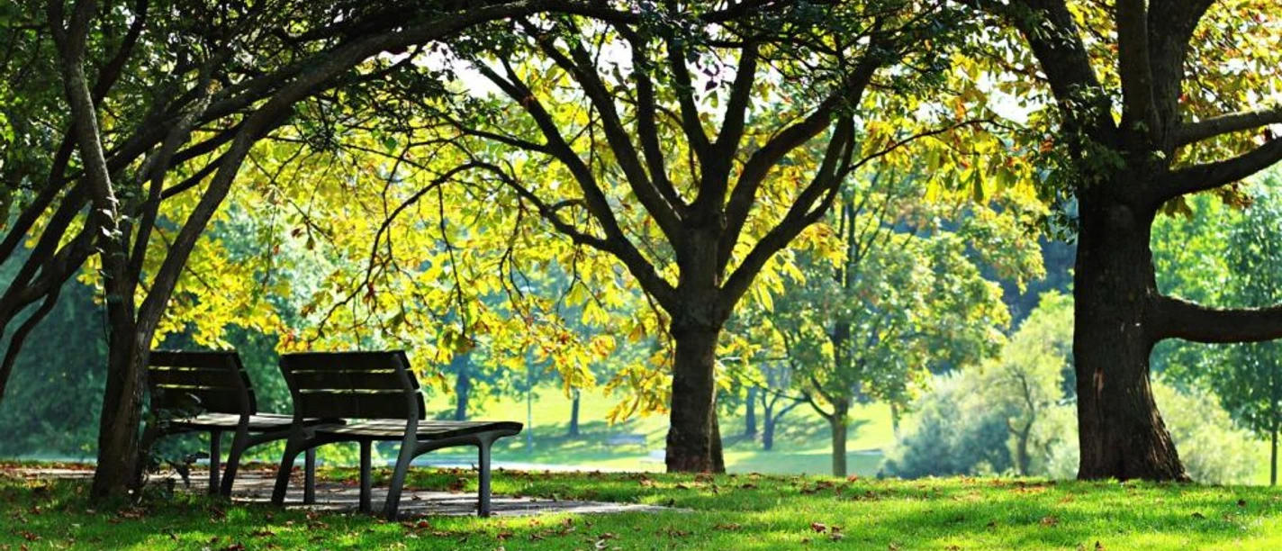 Von Halfern-Park Zwei Bänke stehen auf einer Wiese unter dichten Baumkronen in der Herbstsonne.