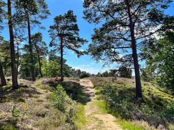 Ein schmaler Pfad führt durch die Borsteler Kuhlen, gesäumt von Kiefern unter blauem Himmel.
