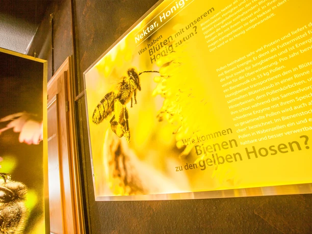bienenwelten-info Ein Infopanel in strahlendem Gelb zeigt eine Biene in Nahaufnahme, flankiert von erklärenden Texten über Nektar und Pollen.