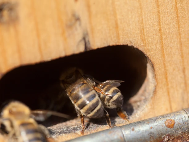 biene-niederhaverbeck Zwei Bienen drängen sich durch eine kleine Öffnung an einer hölzernen Oberfläche, beleuchtet von Sonnenstrahlen.