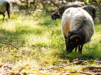 heidschnuckenweg-heidschnucke