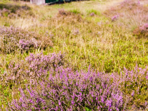 heidschnuckenweg-blühende-heide
