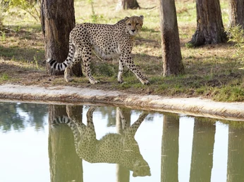 serengeti-safari-gepard