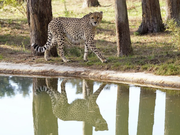 serengeti-safari-gepard Ein Gepard spaziert am Wasser entlang, sein Spiegelbild deutlich im klaren Teich zu erkennen.