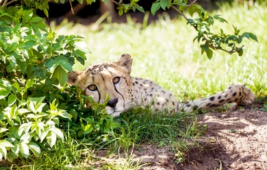serengeti-safari-gepard Ein Gepard ruht im Schatten von Sträuchern auf einer Wiese und blickt aufmerksam in die Kamera.