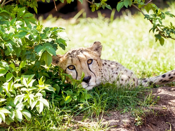 serengeti-safari-gepard Ein Gepard ruht im Schatten von Sträuchern auf einer Wiese und blickt aufmerksam in die Kamera.
