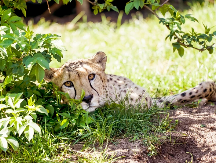 serengeti-safari-gepard