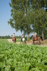 bispingen-reiten-lueneburger-heide