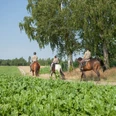 bispingen-reiten-lueneburger-heide