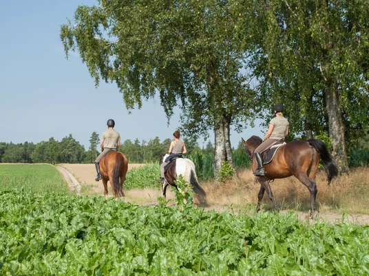 bispingen-reiten-lueneburger-heide