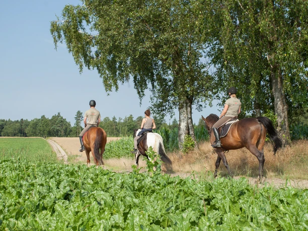 bispingen-reiten-lueneburger-heide