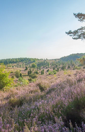 Bispingen Totengrund
