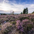 naturschutzgebiet-lueneburger-heide