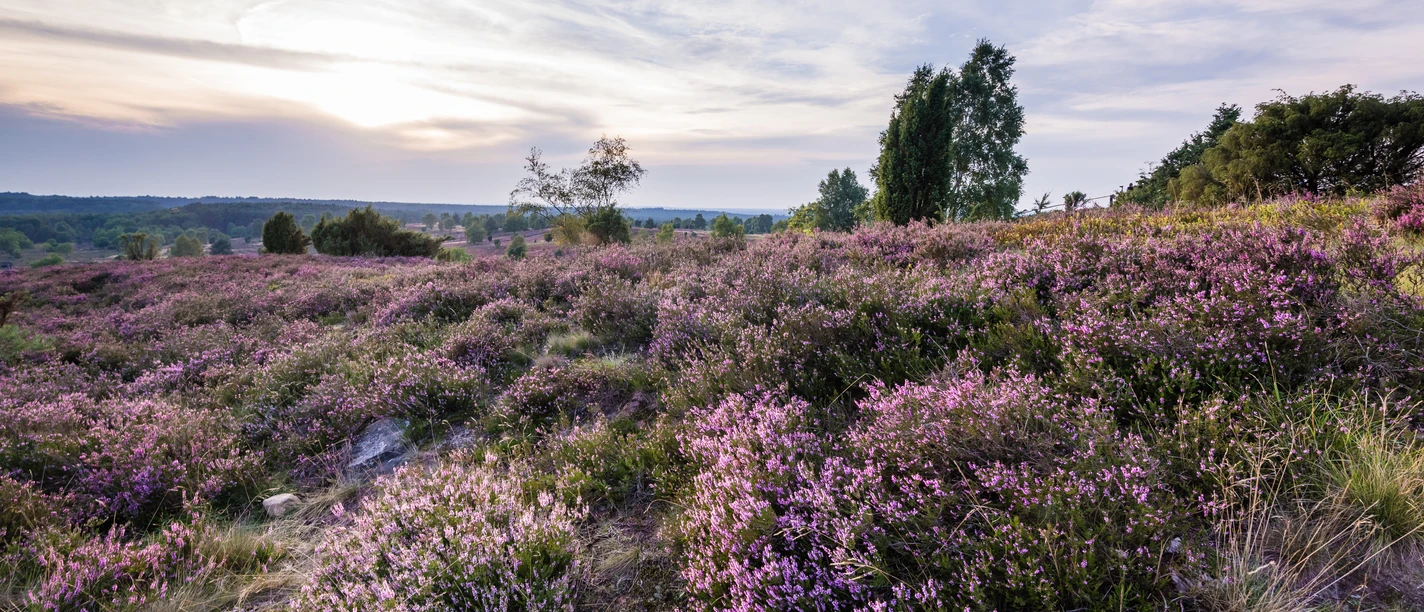 naturschutzgebiet-lueneburger-heide