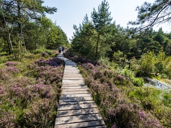 holzbohlenstieg-pietzmoor