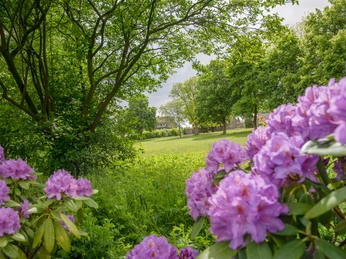 frühsommer-im-dorfpark Im Dorfpark rahmen blühende Rhododendren in sattem Lila eine grüne Wiese mit schattigen Bäumen ein.