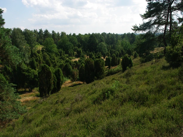 borsteler-schweiz Es scheint ein technisches Problem bei der Durchführung der Dateisuche zu geben. Basierend auf dem Bild, das ich sehen kann, werde ich eine Bildbeschreibung erstellen.Die "Borsteler Schweiz" zeigt eine hügelige Heide- und Waldlandschaft mit dichten, grünen Pflanzen und einem klaren Himmel. Im Vordergrund sind Heidepflanzen zu sehen, umgeben von vereinzelten Wacholderbüschen, die eine malerische Szenerie bilden.