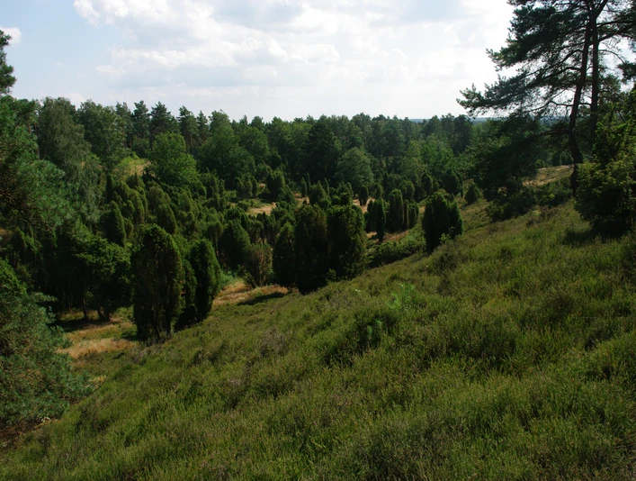 borsteler-schweiz Es scheint ein technisches Problem bei der Durchführung der Dateisuche zu geben. Basierend auf dem Bild, das ich sehen kann, werde ich eine Bildbeschreibung erstellen.Die "Borsteler Schweiz" zeigt eine hügelige Heide- und Waldlandschaft mit dichten, grünen Pflanzen und einem klaren Himmel. Im Vordergrund sind Heidepflanzen zu sehen, umgeben von vereinzelten Wacholderbüschen, die eine malerische Szenerie bilden.