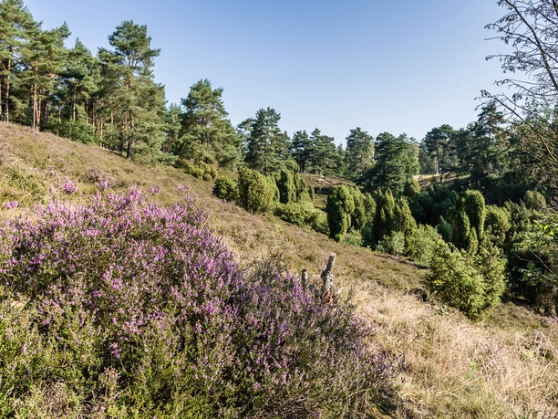 borsteler-schweiz-dsc5339 Hügelige Heide mit blühendem lila Heidekraut, eingerahmt von hohen Kiefern unter klarem, blauem Himmel.