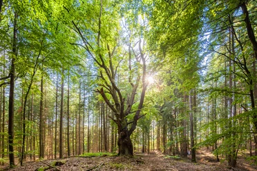 wald-rund-um-steinbeck